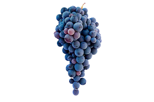 Nerello Mascalese