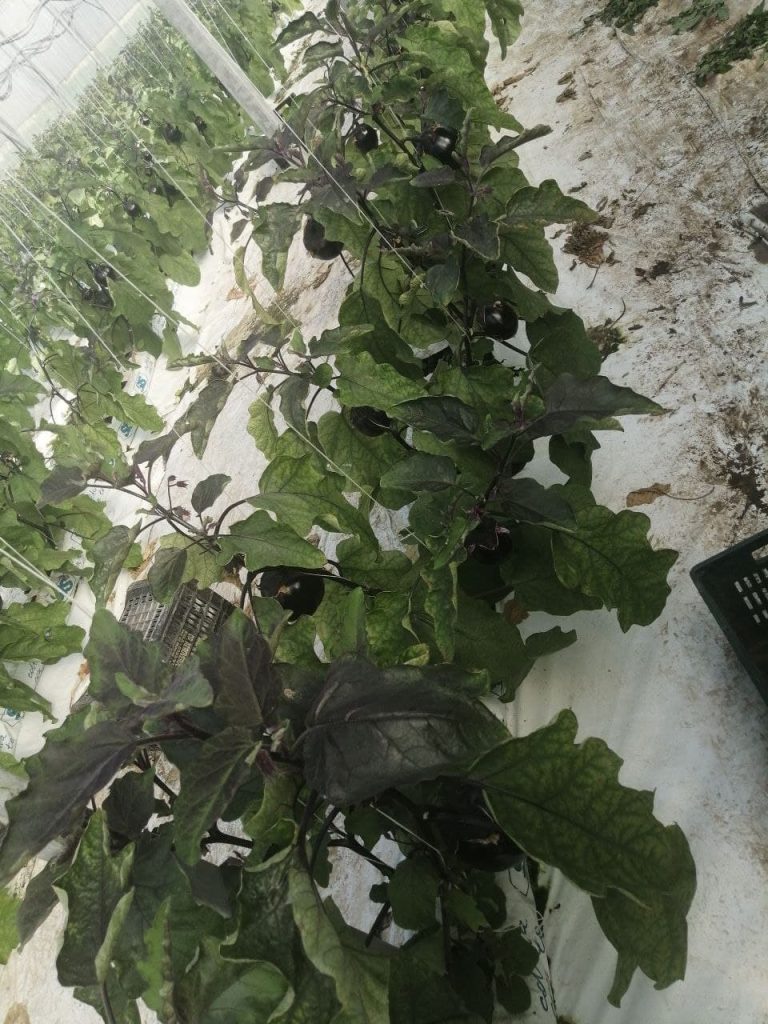 Campo sperimentale melanzana fuori suolo secondo lo schema randomizzato