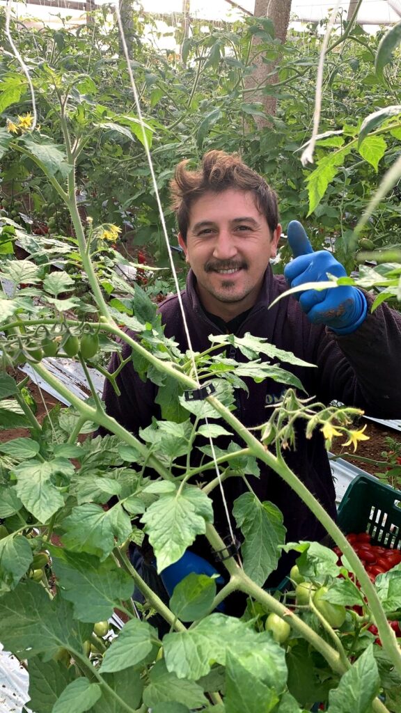 Azienda Caruso datterino per passione. Dalla scrivania alla serra