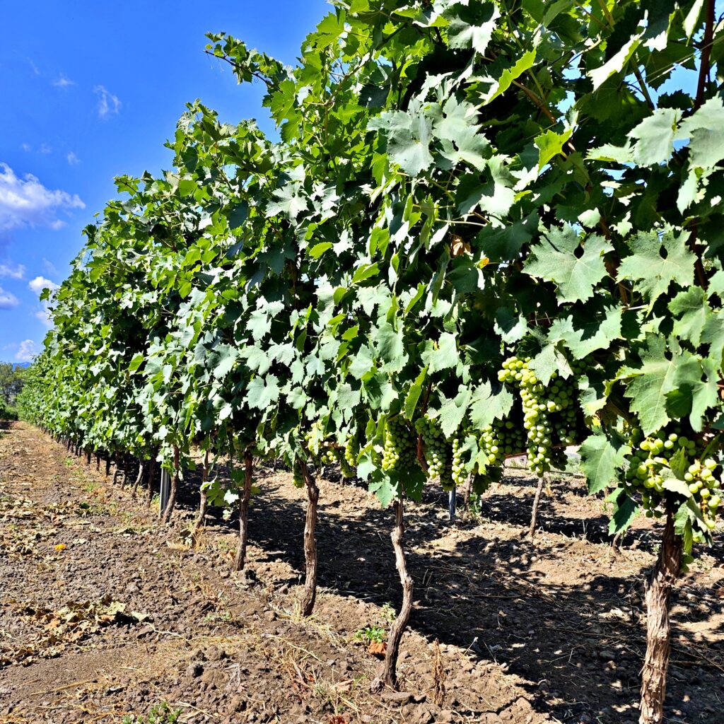 Vigneto a Randazzo - Etna ph. G.A. Manzo