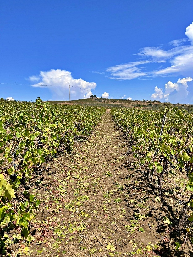 Vigneto colpito da grandine a Salaparuta Ph. G. Palermo