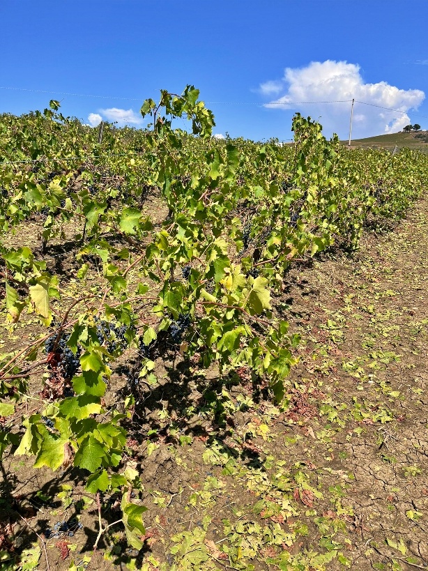 vigneto danneggiato da grandine Salaparuta Ph. G. Palermo