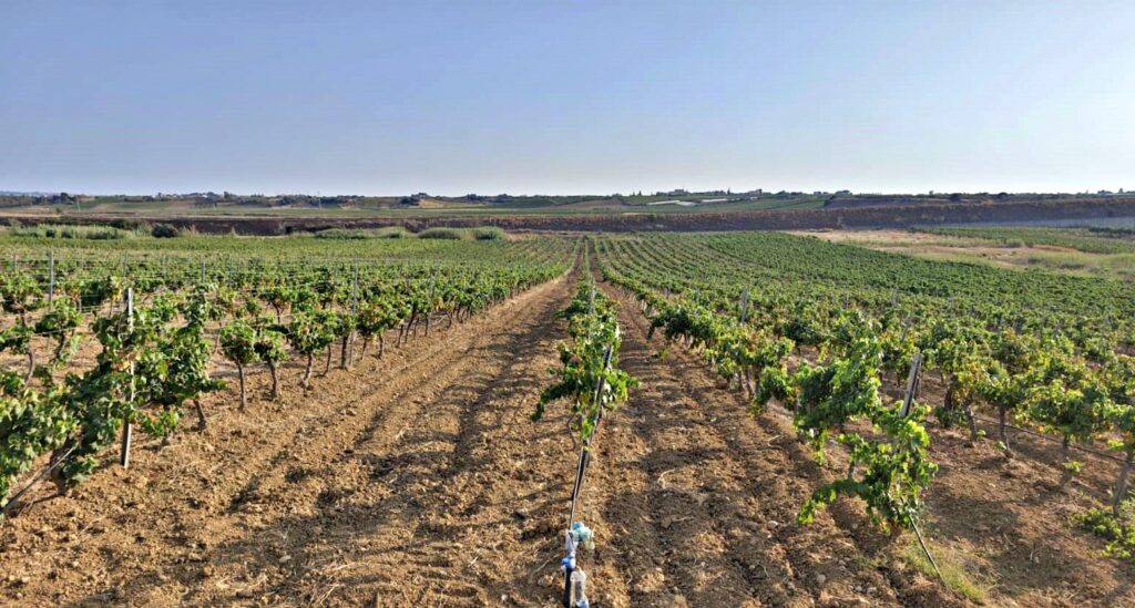 Vigneto in forte stress idrico -Trapani ph. G.A.Manzo