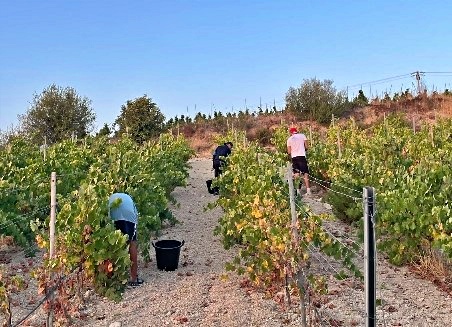 vendemmia in provincia di Siracusa Ph. M. Padova.